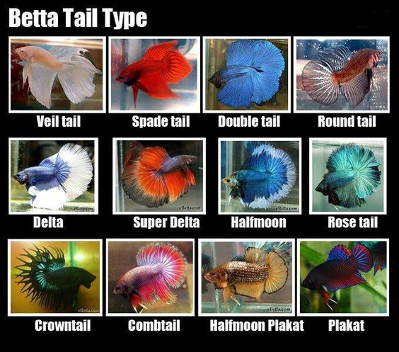 to Betta Fish Care