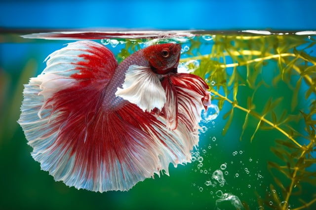 to Betta Fish Care