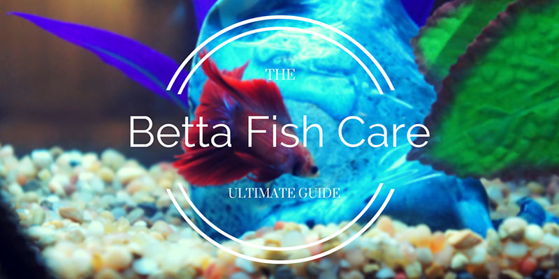 2026 guide to Betta Fish Care: Top Types, Tank Setup Trends, and Wild Betta Insights
