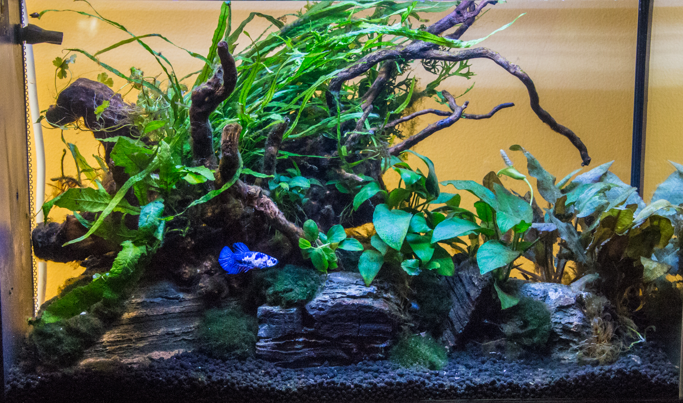 Betta Fish Tank Setup