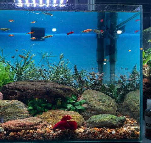 Betta Fish Tank Setup