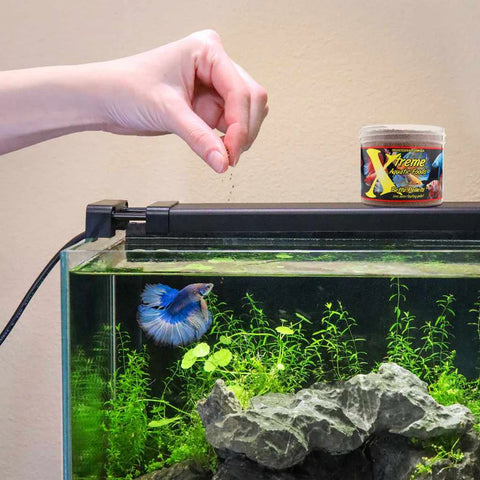 to Betta Fish Care