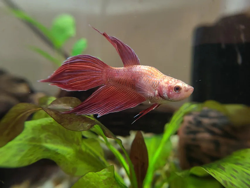 Betta Fish Care