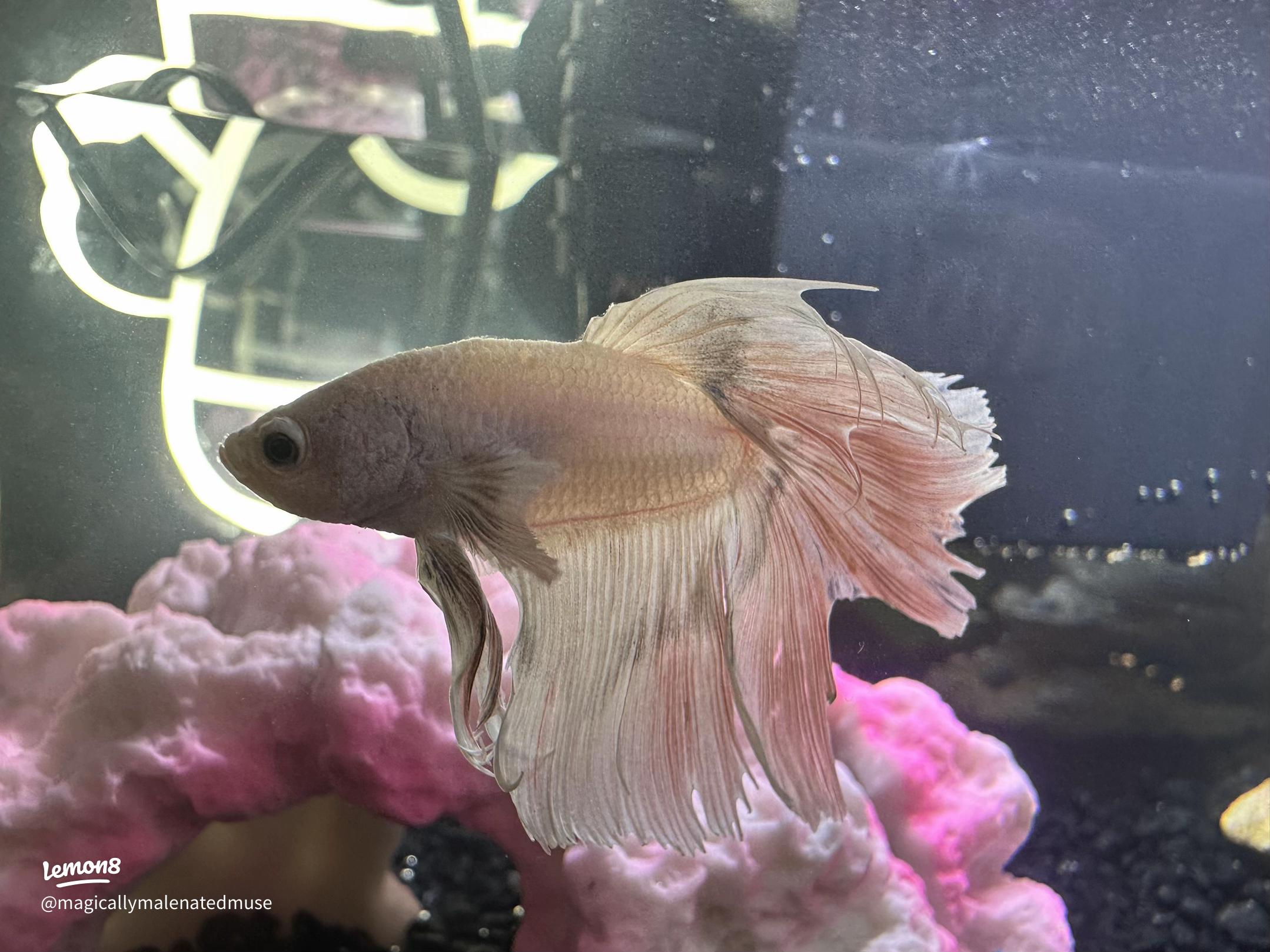 Betta Fish Care: Setting Up the Perfect Tank