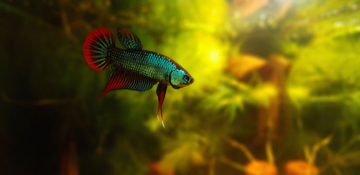 Betta Fish Care