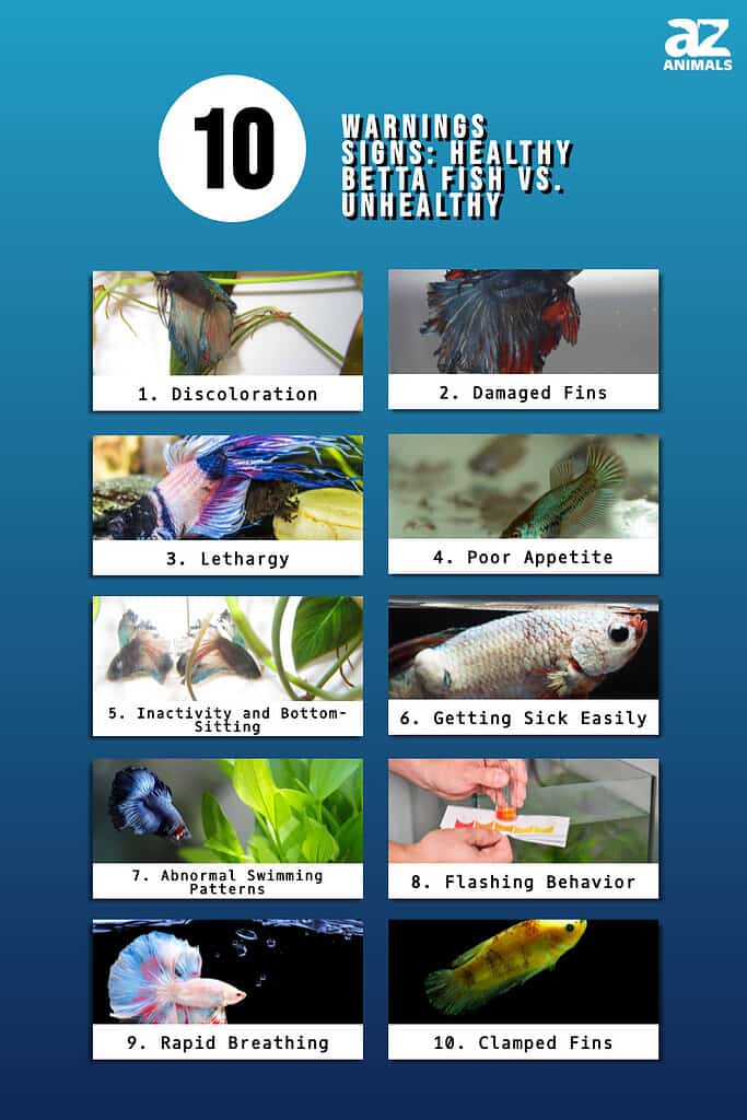 5 Signs Your Betta Fish is Stressed (And How to Fix It Fast in 2024)