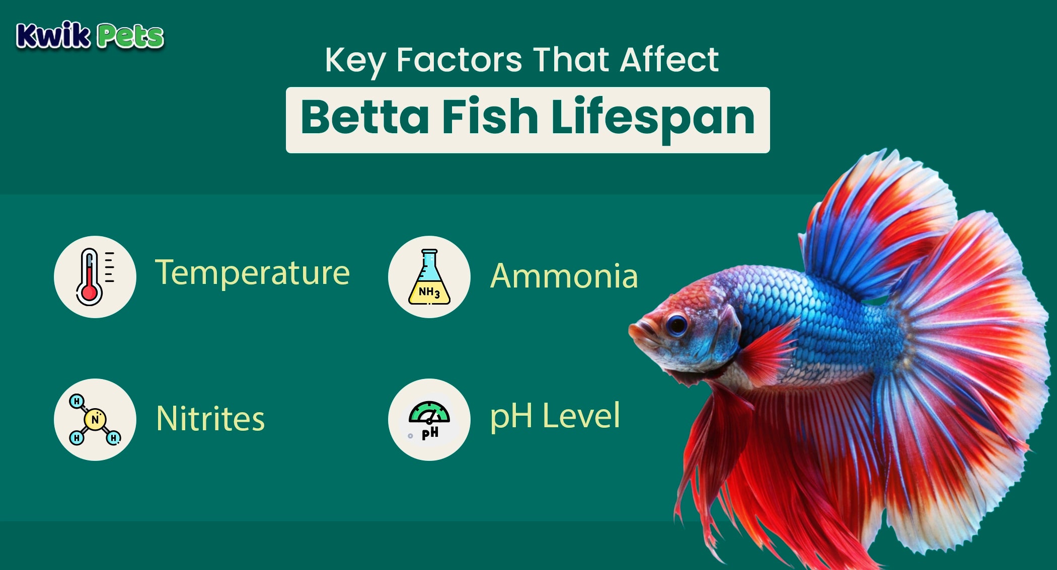 Betta Fish Lifespan Breakthrough: How 2026 Research Shows You Can Add 2+ Years to Your Fish's Life