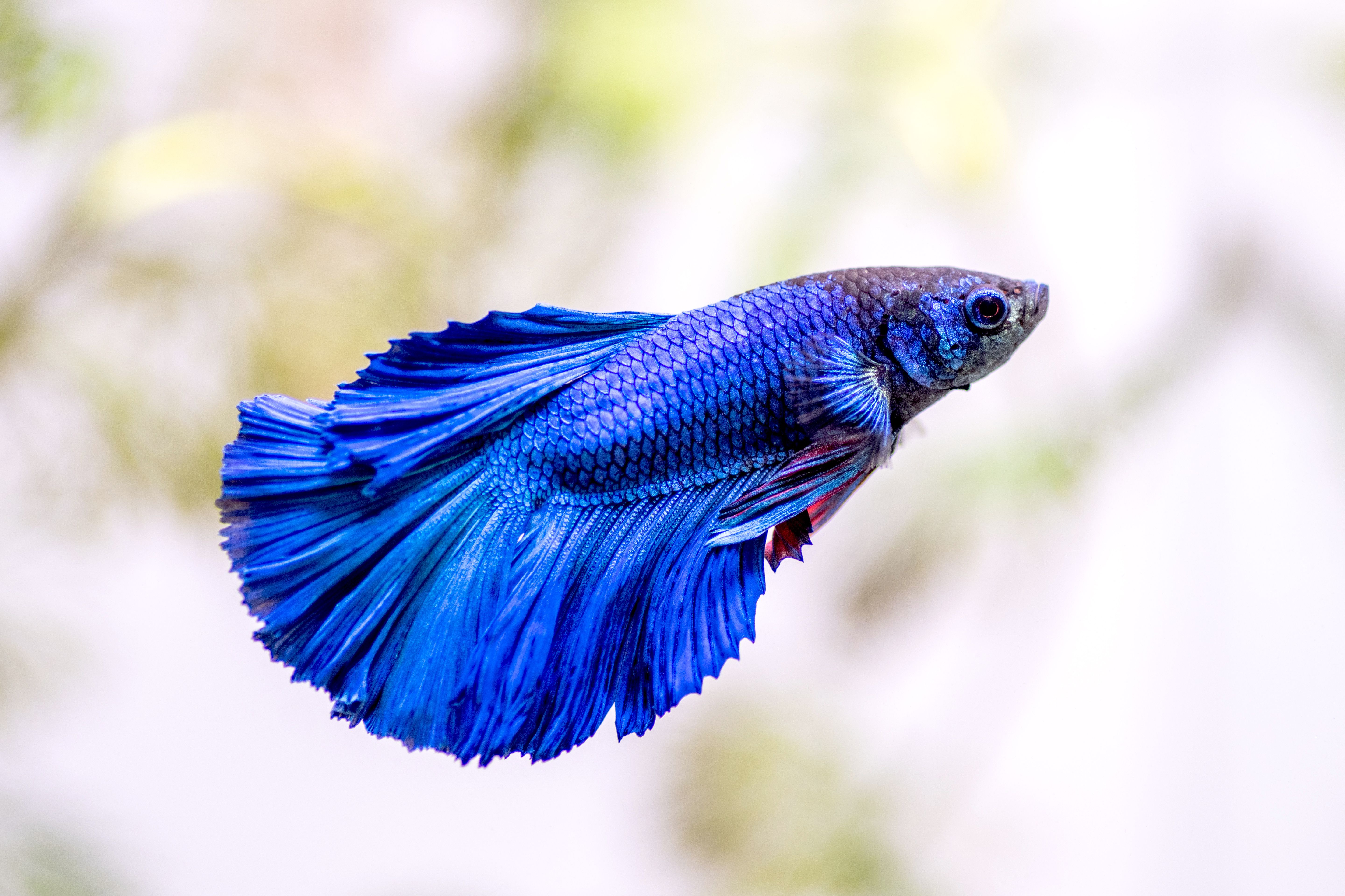 Healthy Betta fish in a planted aquarium