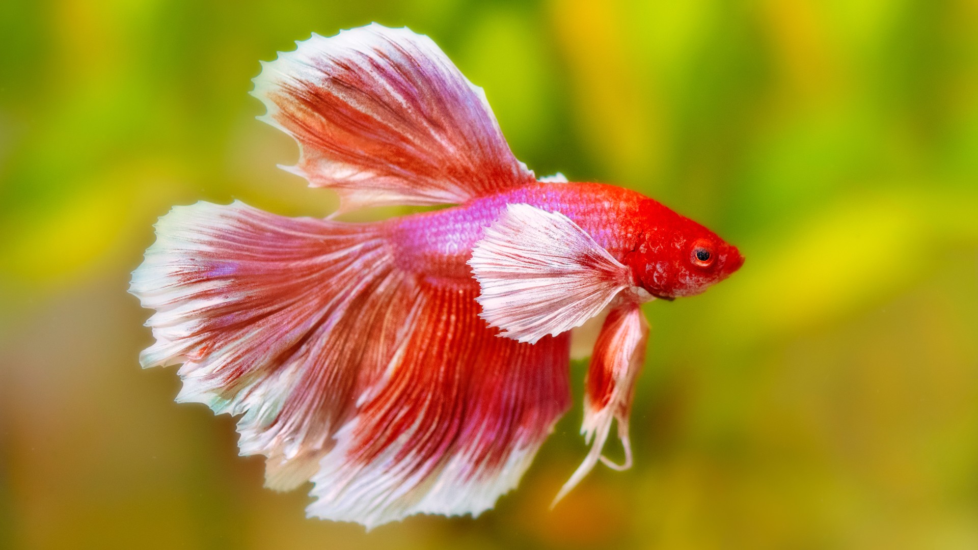 The 2026 guide to Betta Fish Care: Optimizing Tank Setup for Longevity and Behavior