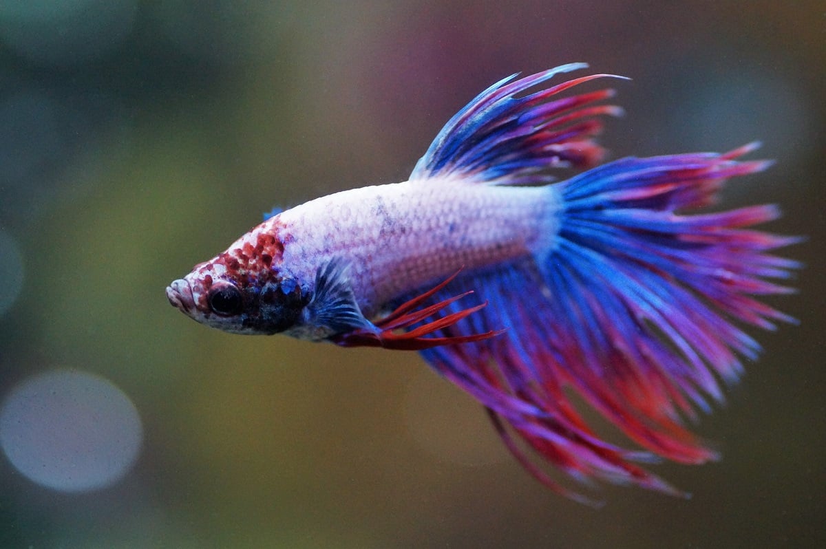 Betta Fish Care