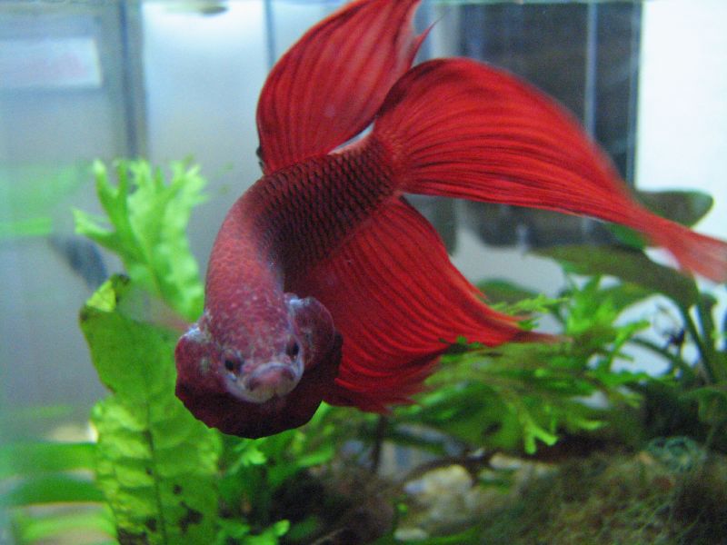 Decoding Betta Fish Behavior in 2026: What Your Fish's New Swimming Patterns Really Mean
