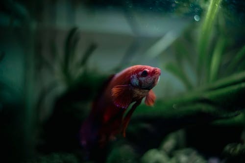 How to Set Up a Betta Fish Tank for Health and Longevity