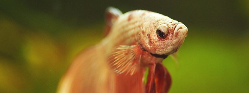 Betta Fish Care