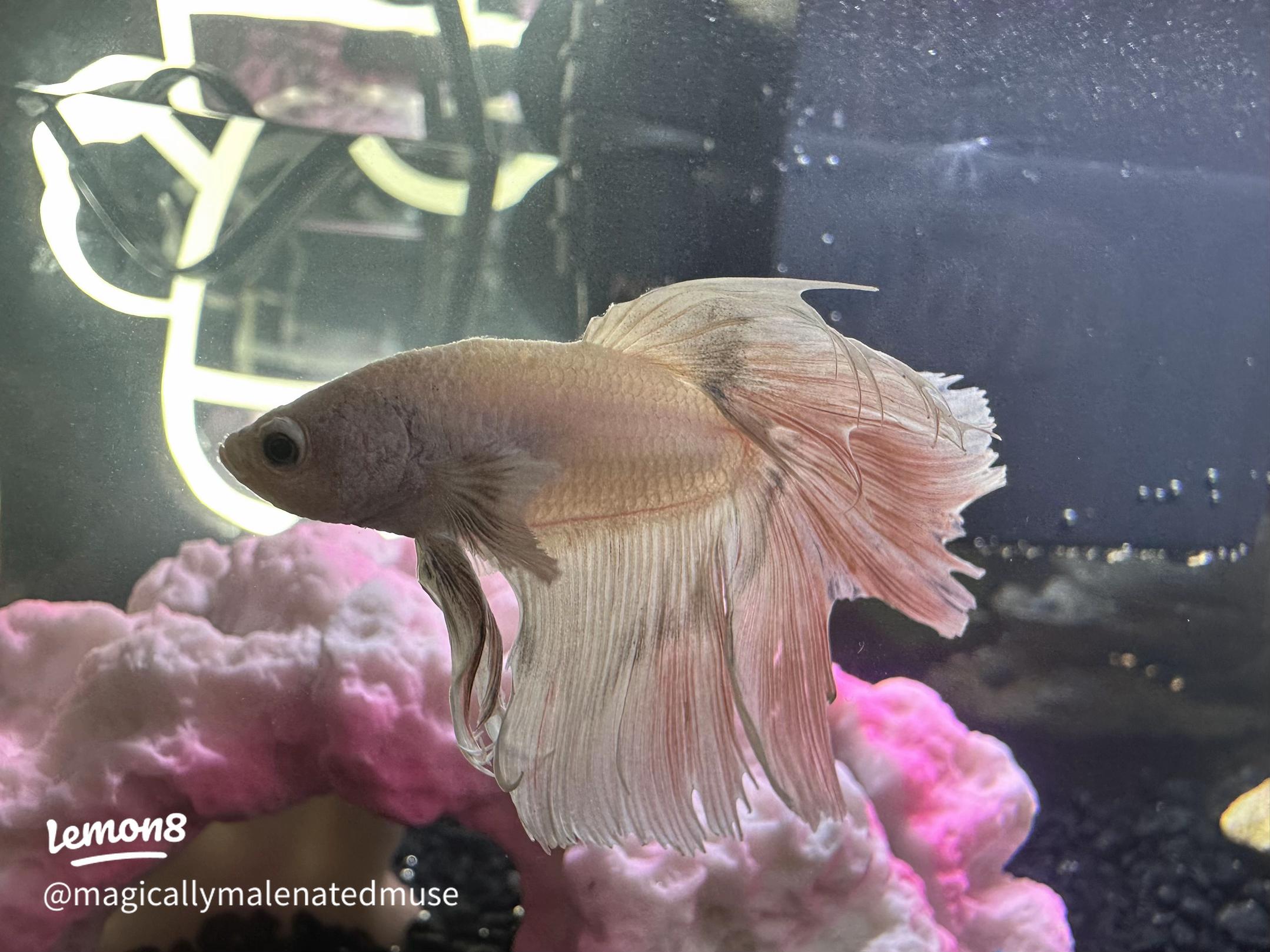 Betta Fish Care