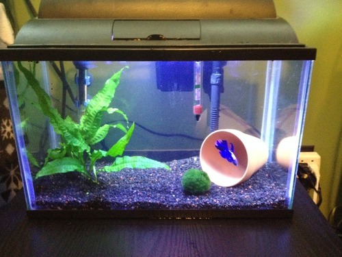 Betta Fish Tank Setup