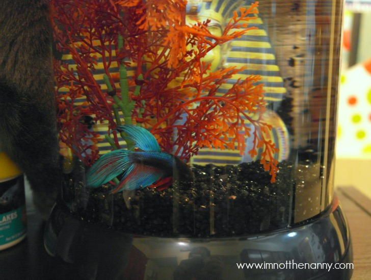 Betta Fish Tank Setup