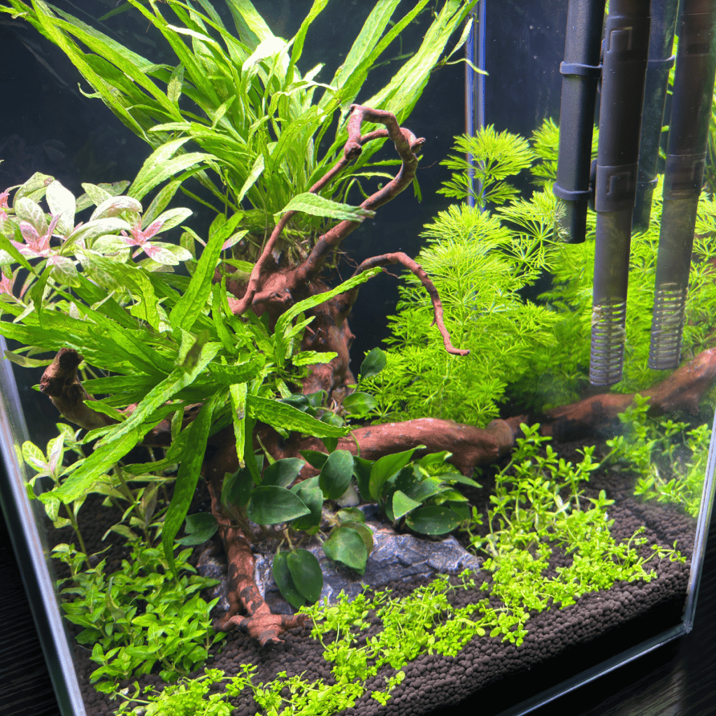 Betta Fish Tank Setup
