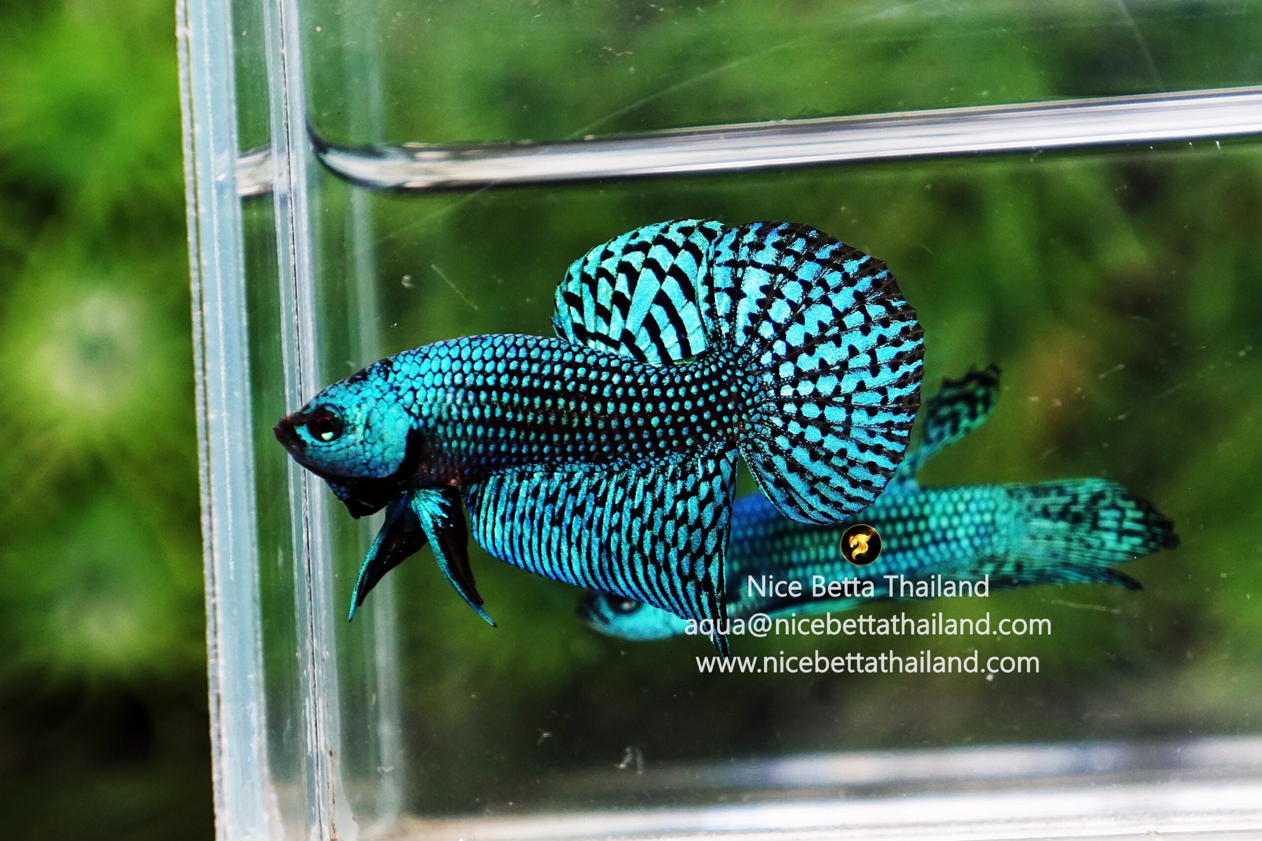Types of Betta Fish