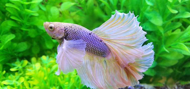 Betta Fish Care