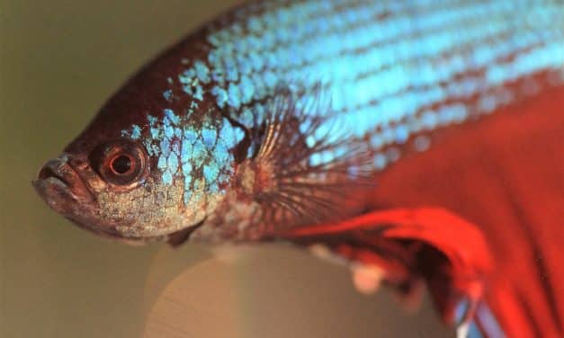 Betta Fish Care