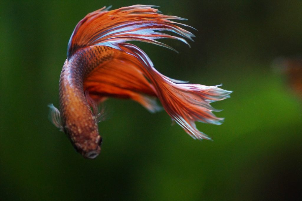 Betta Fish Care