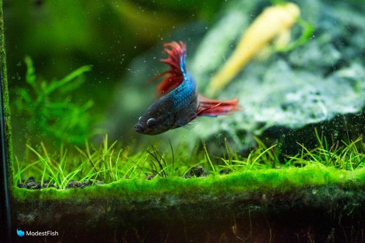 Betta Fish Care
