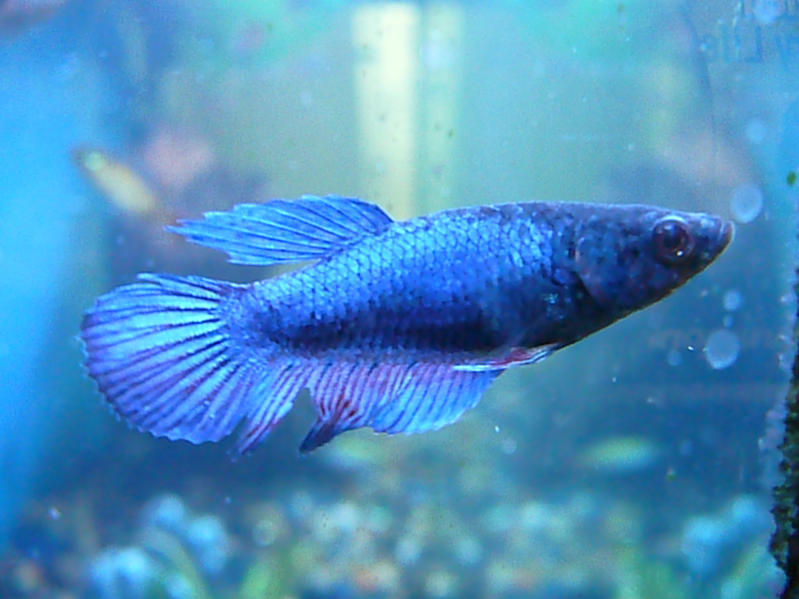 Betta Fish Care: Setting Up the Perfect Tank for Health