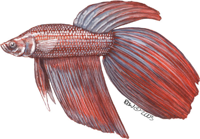 The 2026 guide to Wild Betta Fish Conservation and Ethical Care