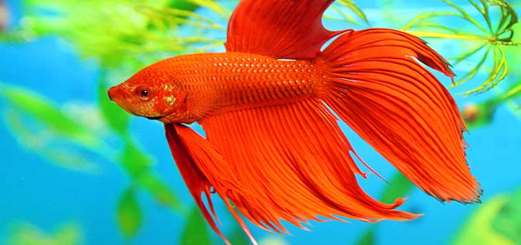 Wild Betta Fish