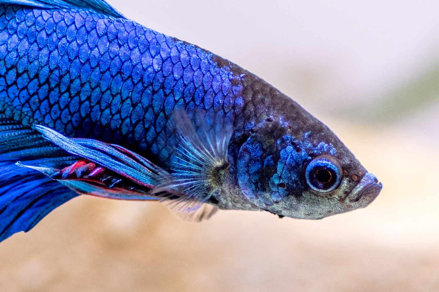 Wild Betta Fish