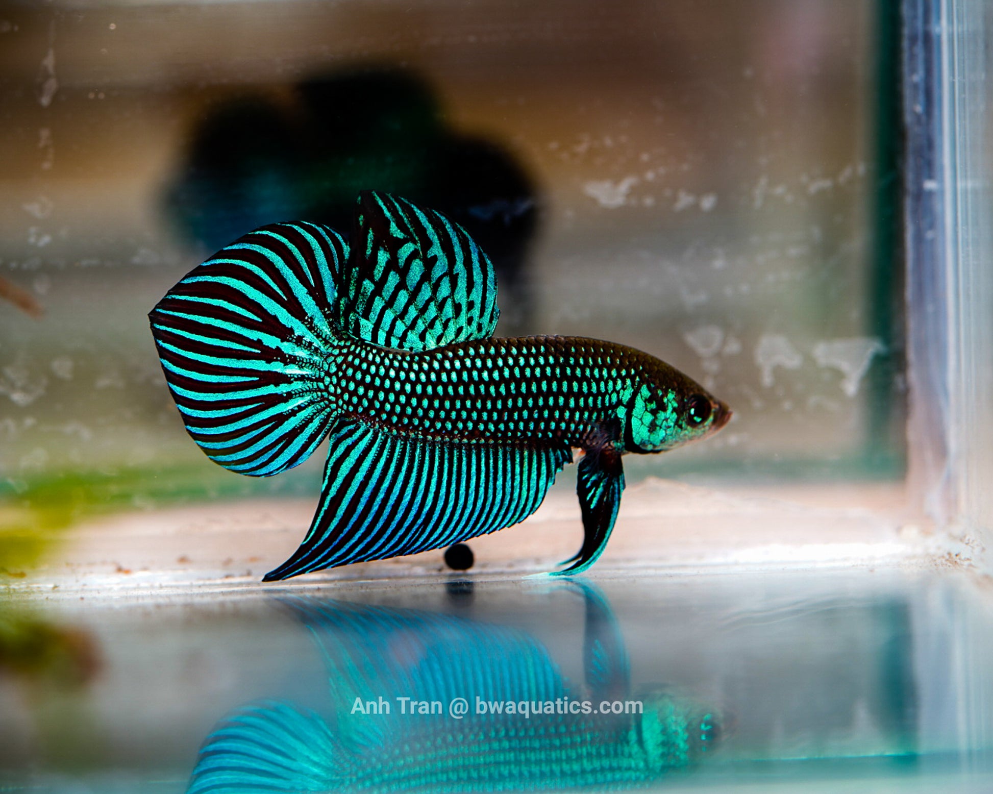 Rare Wild Betta Fish Species Discovery 2026: Complete Guide to New Southeast Asian Variants