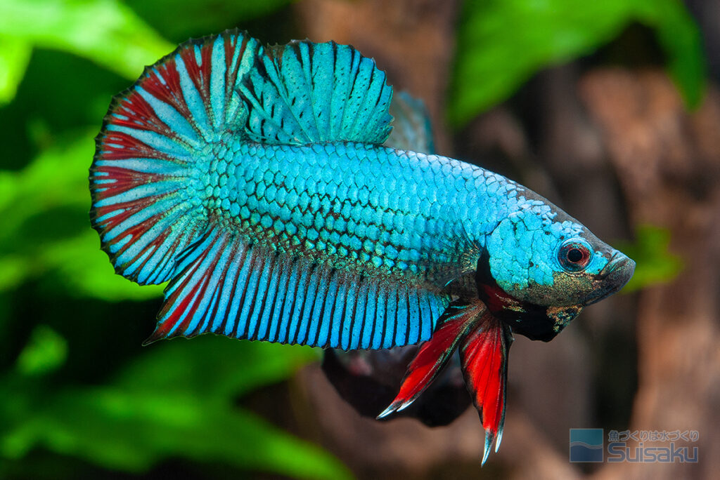 Wild Betta Fish