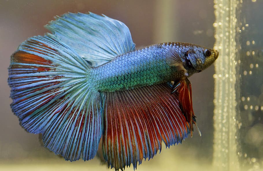 Wild Betta Fish