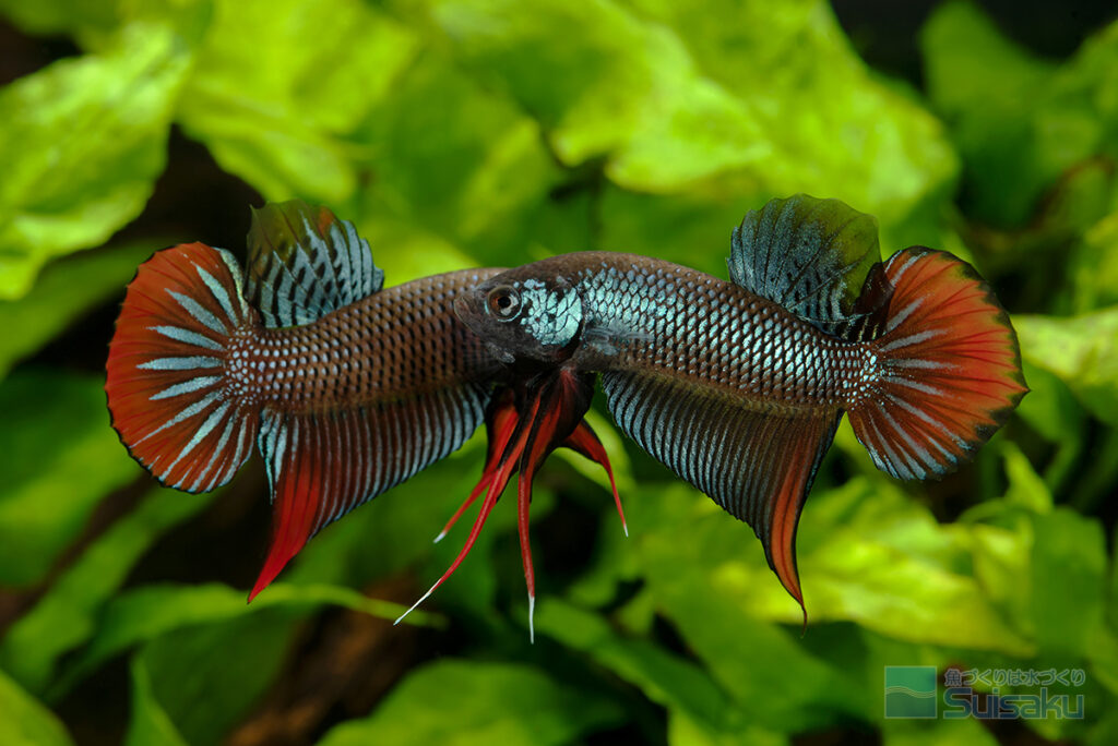 Wild Betta Fish