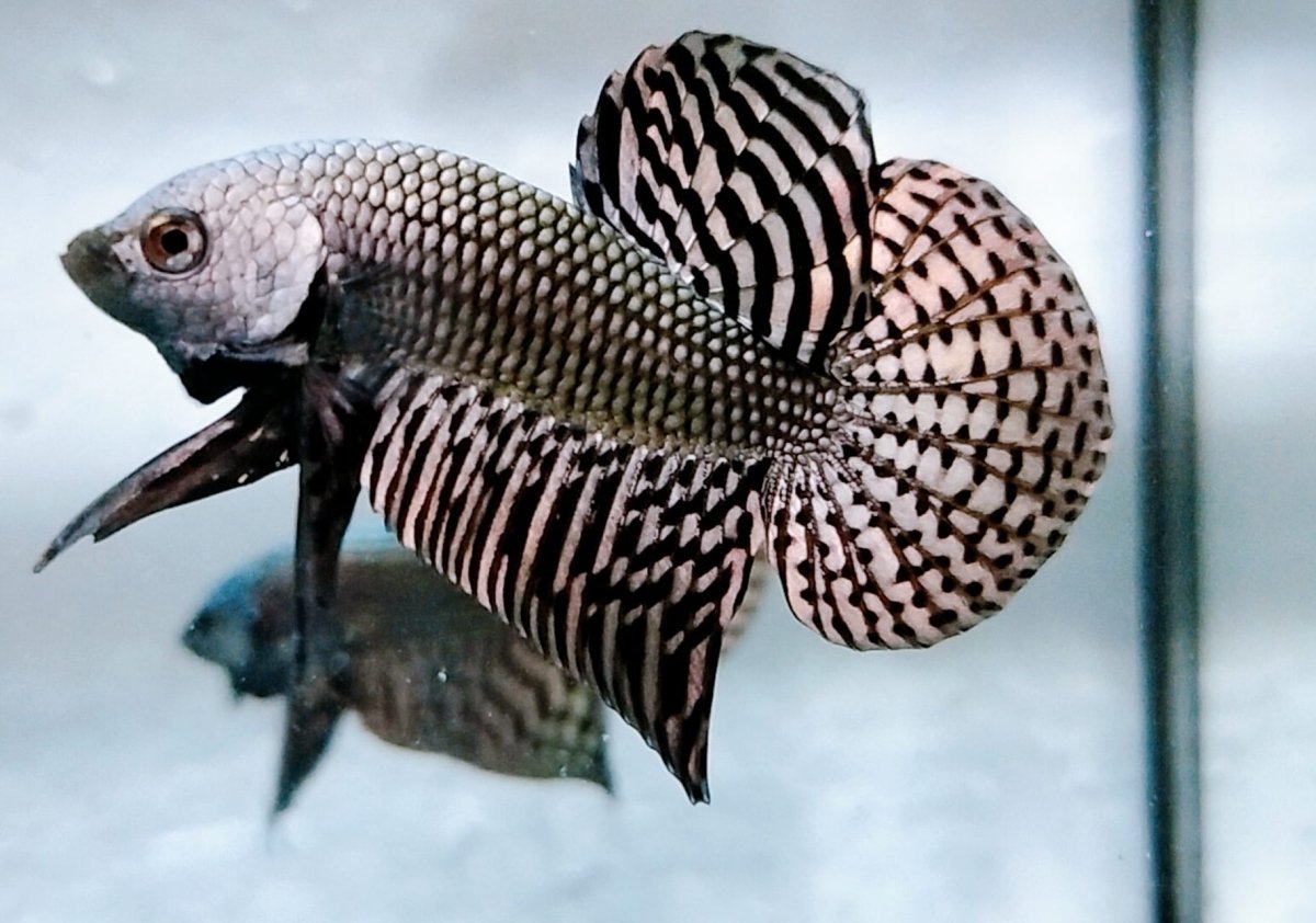 Setting Up a Tank for Wild Betta Fish: A Step-by-Step Guide