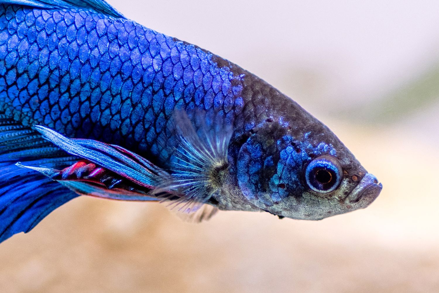 Wild Betta Fish