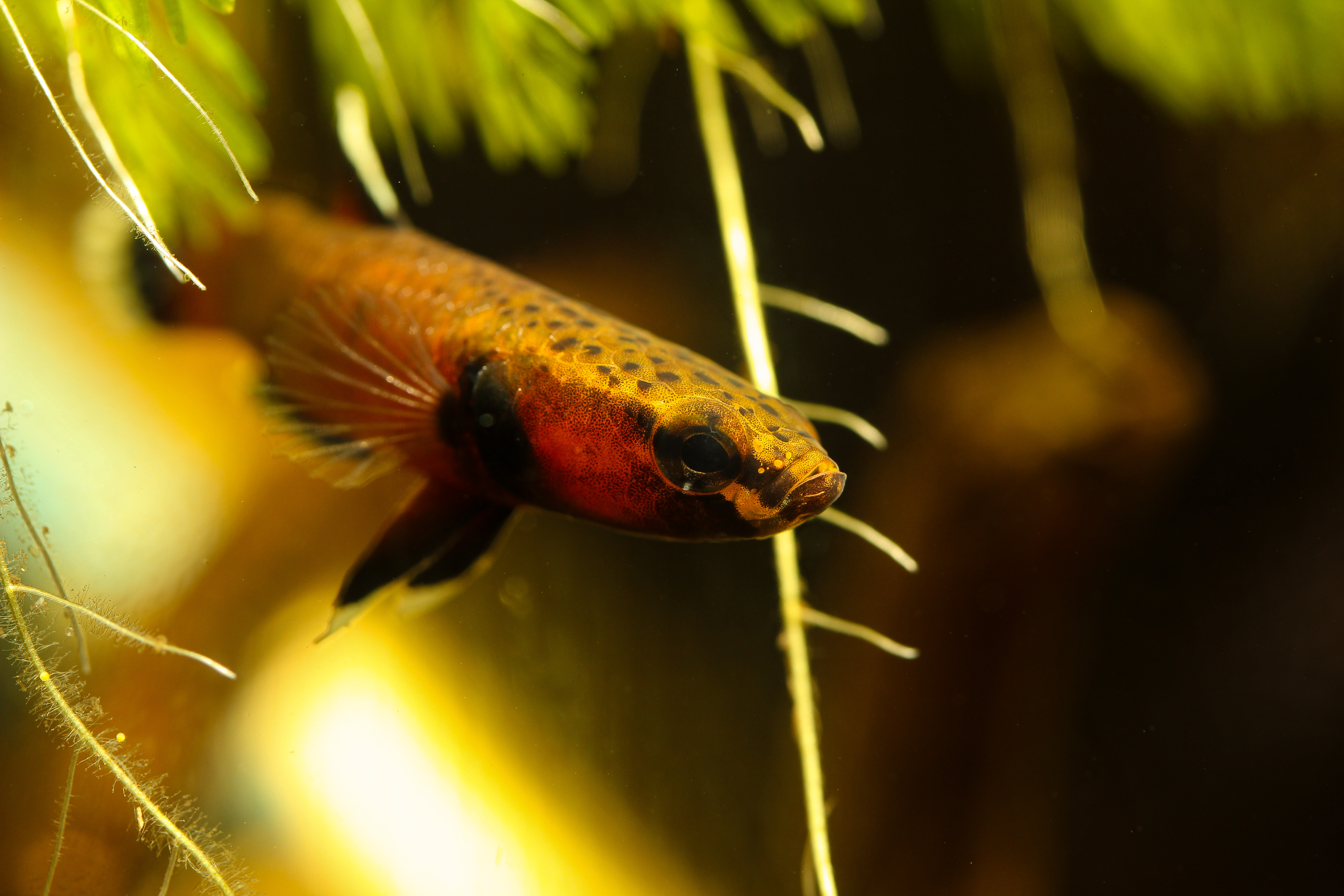 Betta Fish Care