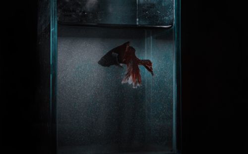 2026 guide to Betta Fish Care: Lifespan, Wild Types & Tank Setup Trends