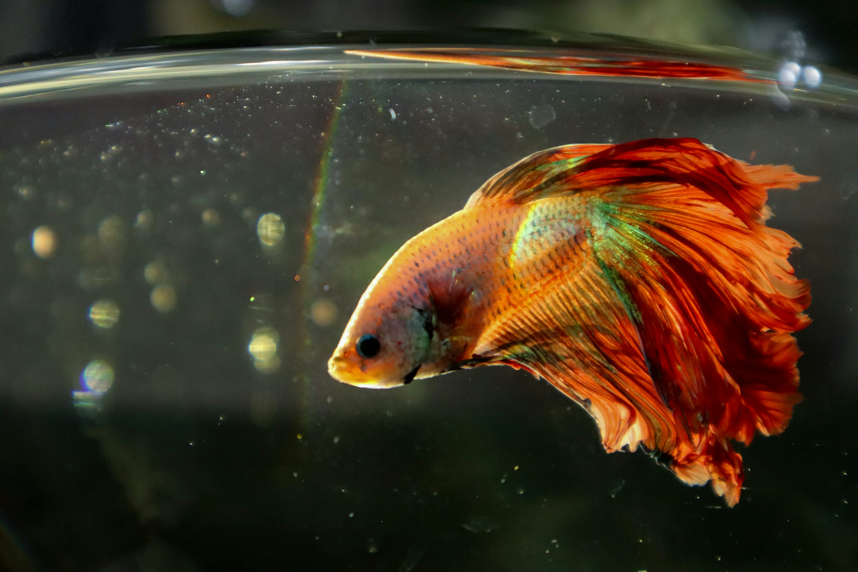 5-gallon betta tank setup with heater and filter