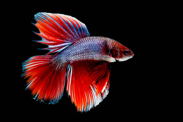 Betta Fish Care