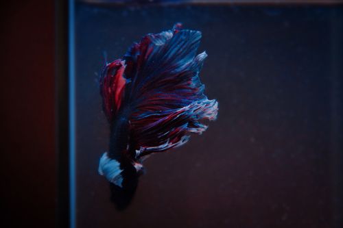 Betta Fish Care: Setting Up the Perfect Tank