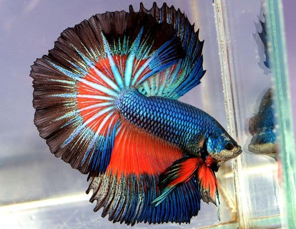 Betta Fish Care