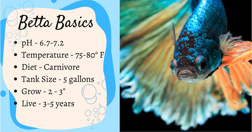 The Beautiful World of the Betta Fish | Pets