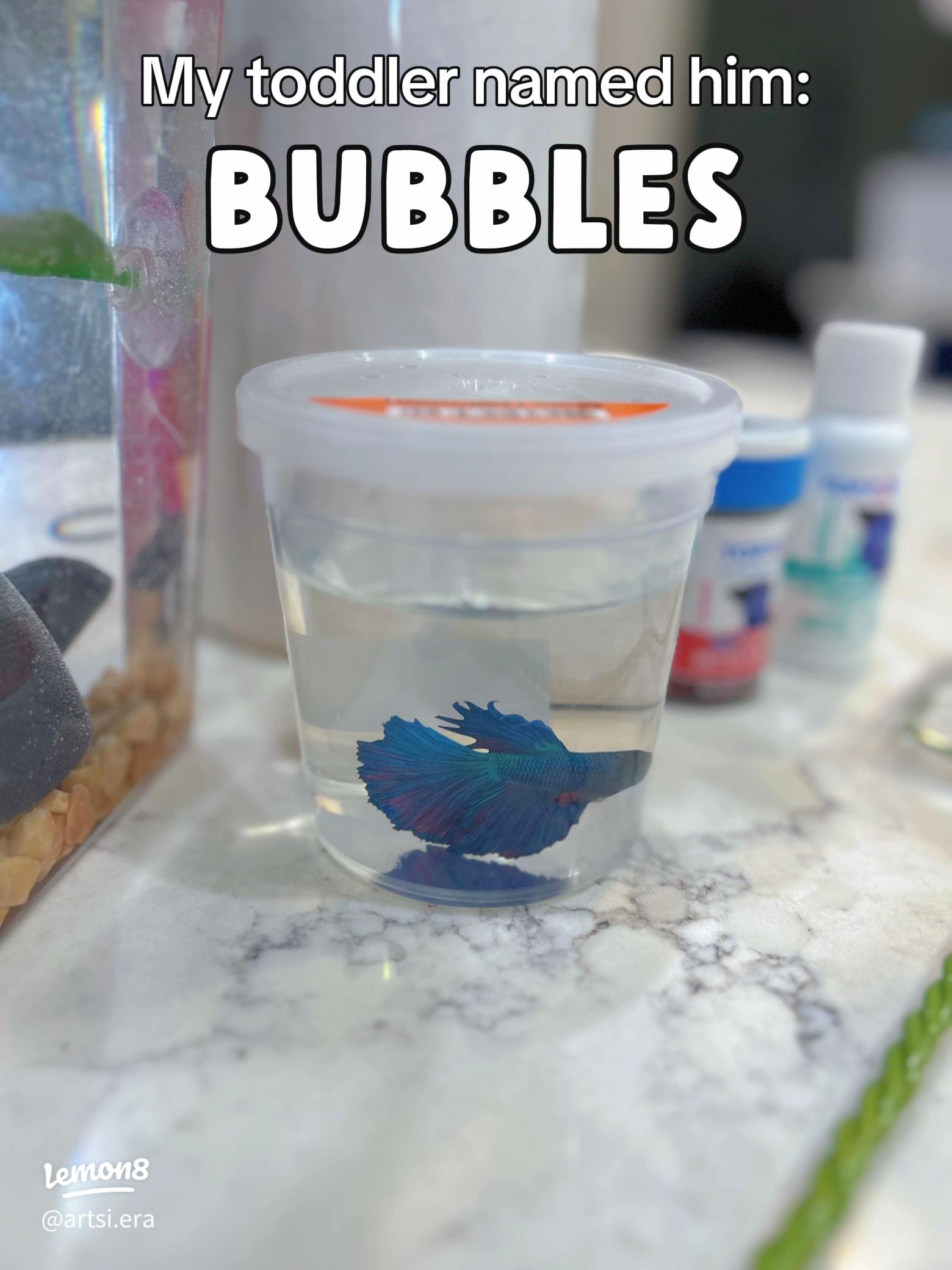 Betta Fish Care