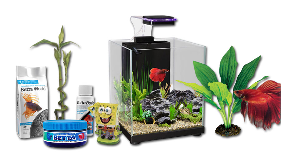 Betta Fish Tank Setup checklist for First-Time Owners