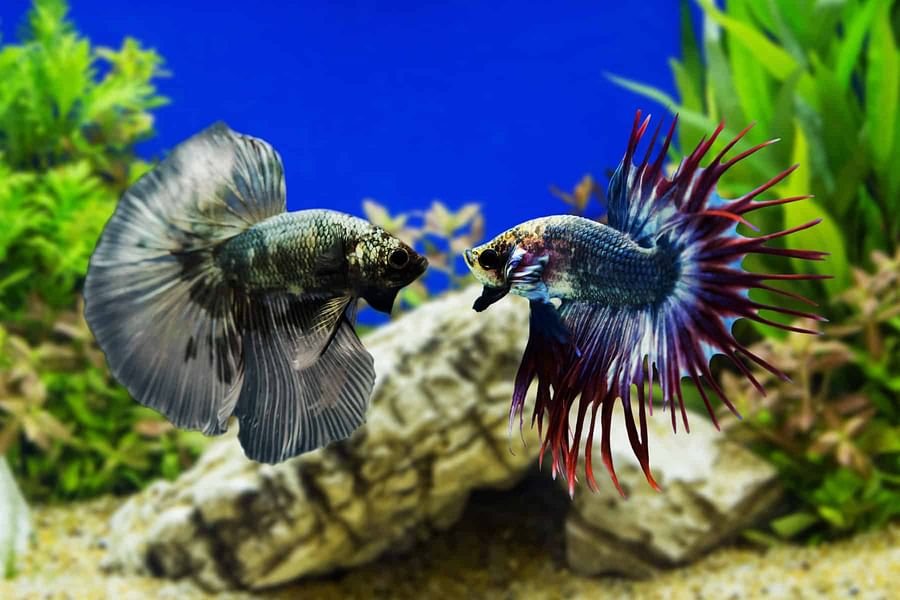 Black Lace Betta fish