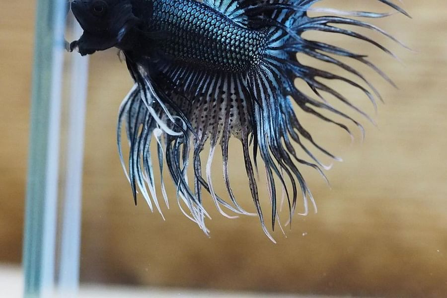Copper-based Black Betta fish