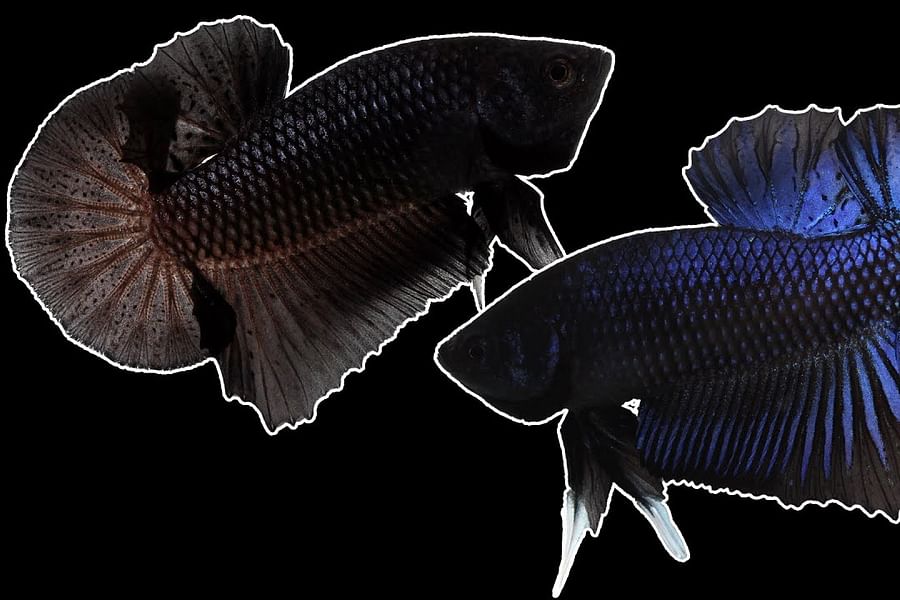 Melano Betta fish