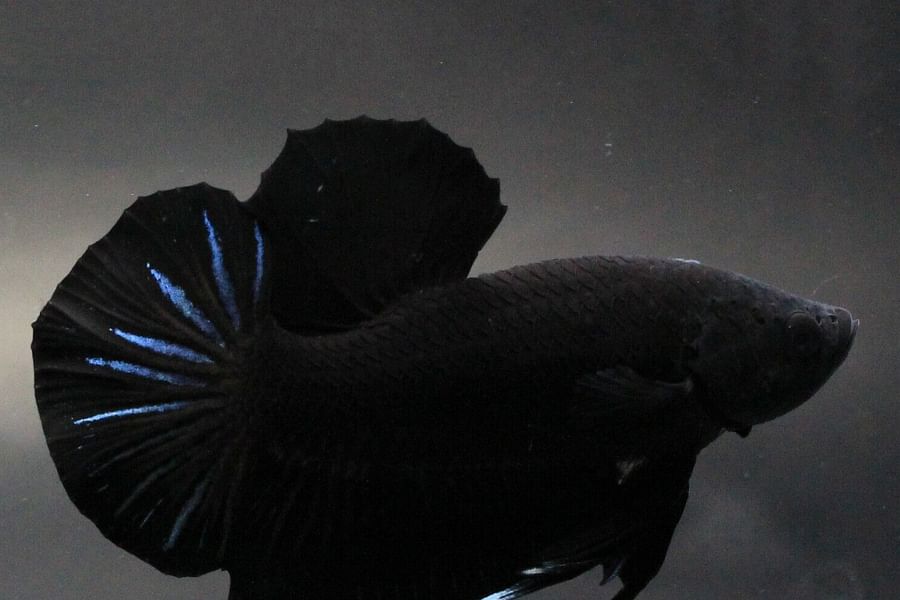 Super Black Betta fish