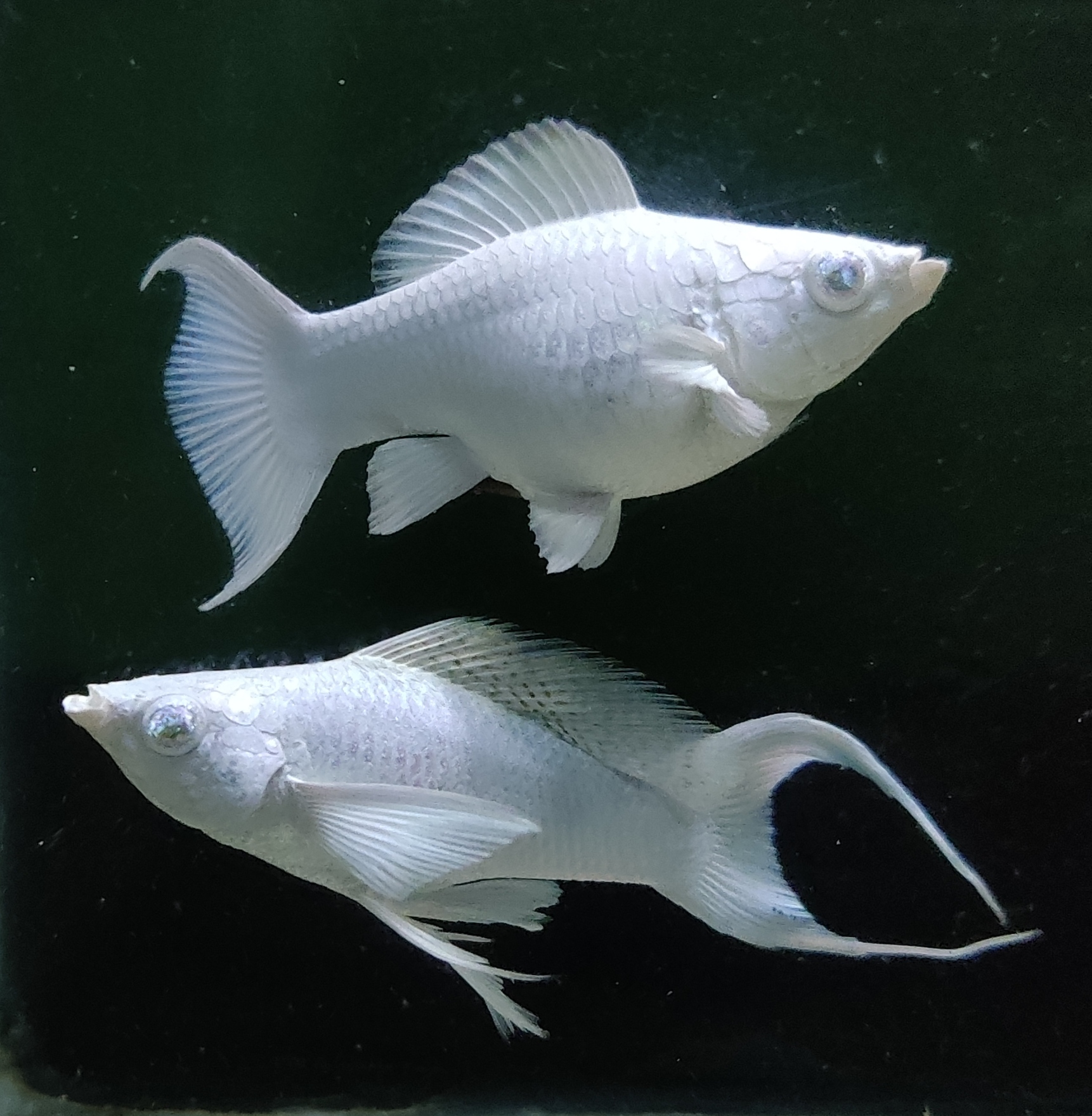 Choosing the Best Betta Fish For Sale Tips on What to Look For